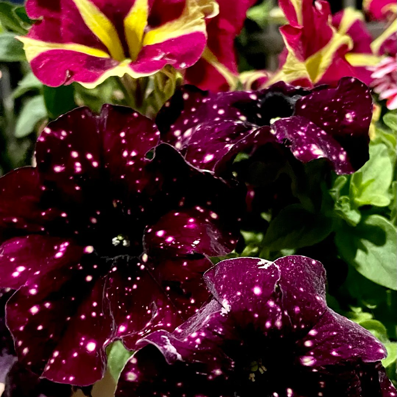 🌱Morning Glory Glacier Starry Sky 🔥Hot Sale