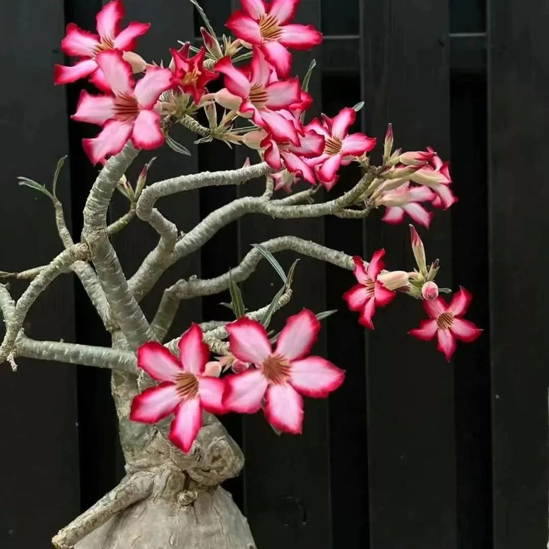 🌵🌹 Dive into Desert Beauty: Desert Rose Seeds for Your Tranquil Haven! 🏜️🌺