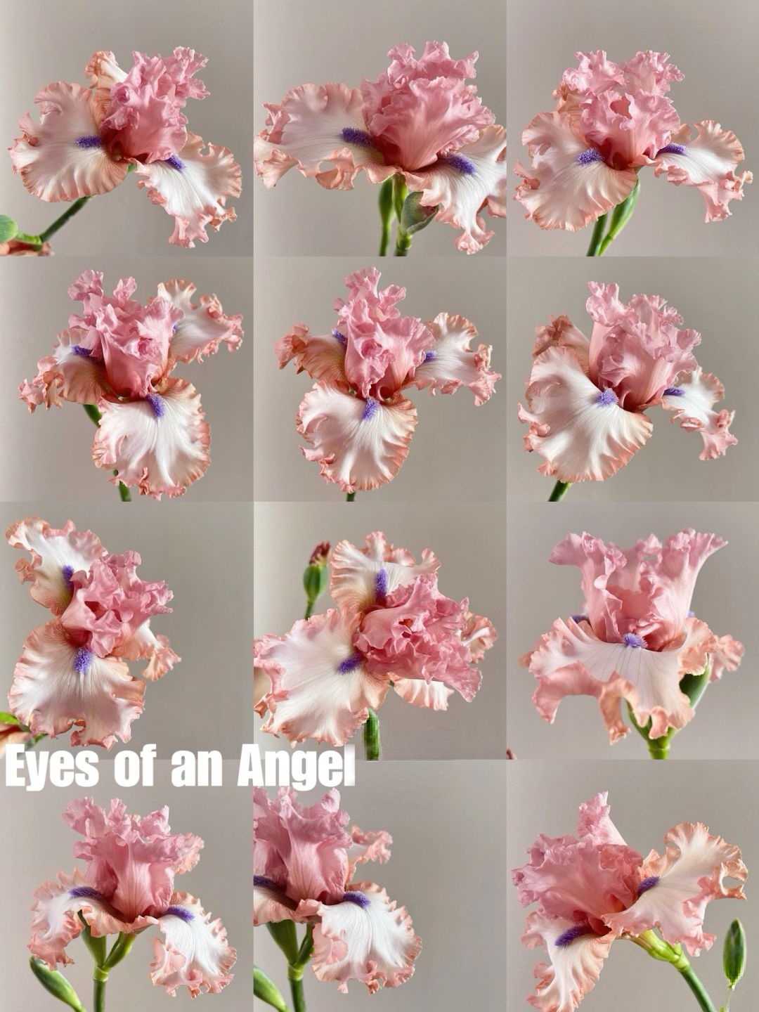 Mehrere Sorten von Iriszwiebeln🌱🌱Mehrjährige Iris