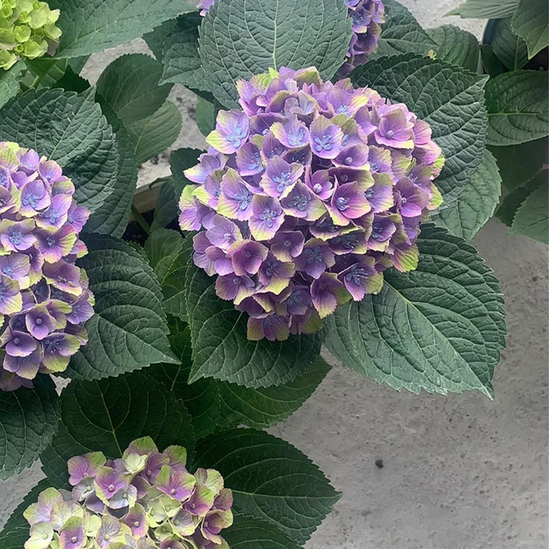 🌺Hydrangea seeds🌺