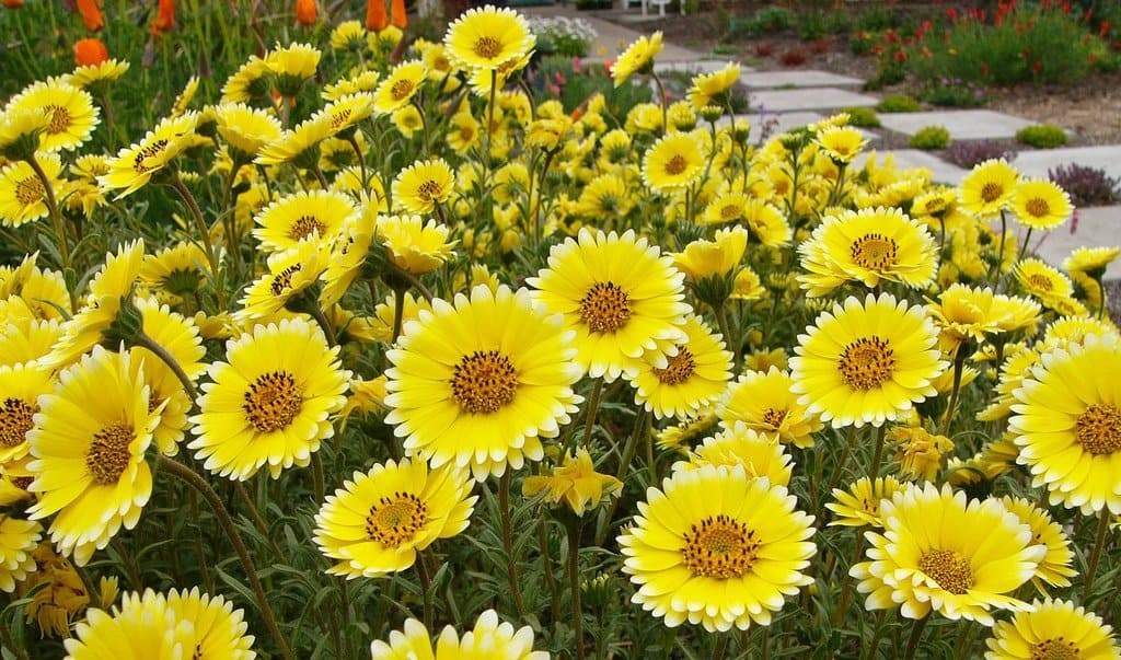 Tidy Tips (Layia Platyglossa) Seeds Great for butterfly and hummingbird gardens!