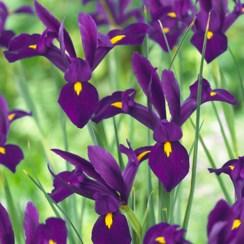 Dutch Iris Seeds 🌷 – Garden Joy Made Easy 😊