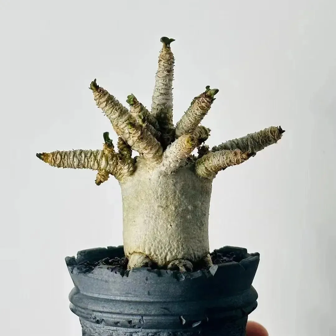 🌵🌹 Dive into Desert Beauty: Desert Rose Seeds for Your Tranquil Haven! 🏜️🌺