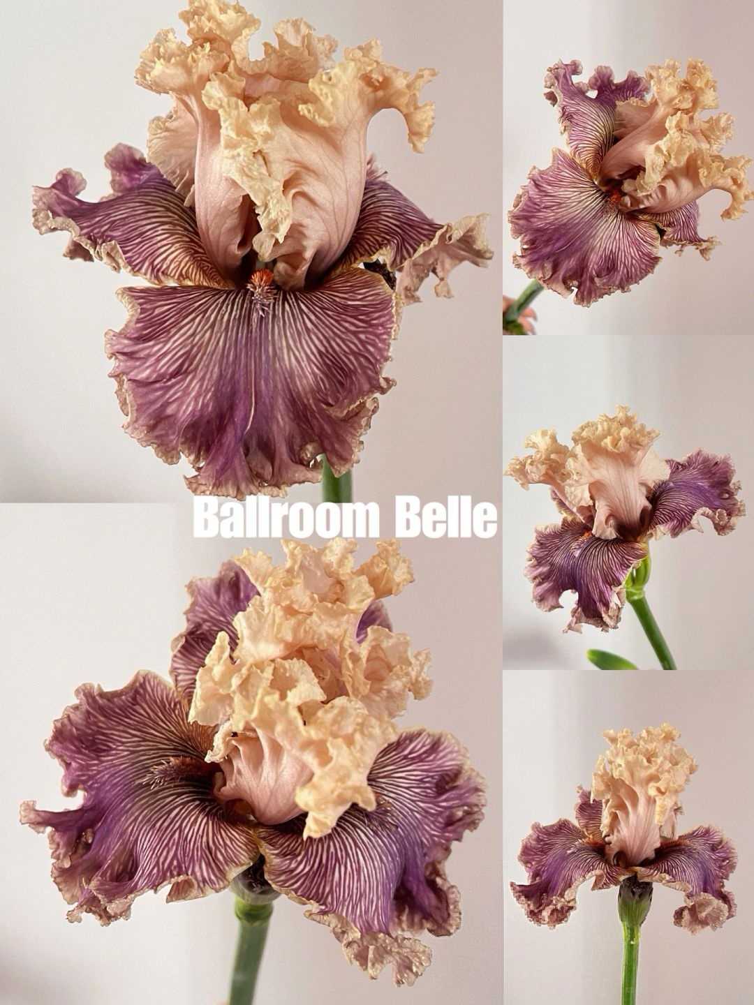 Mehrere Sorten von Iriszwiebeln🌱🌱Mehrjährige Iris