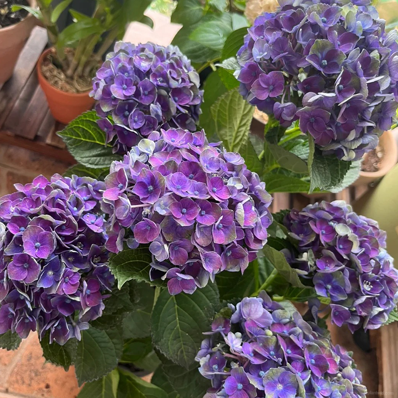 🌺Hydrangea seeds🌺