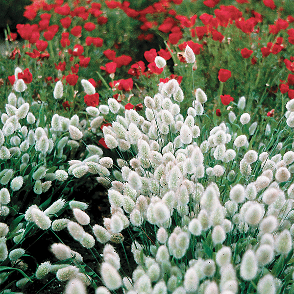 Bunny Tails Ornamental Grass Seeds