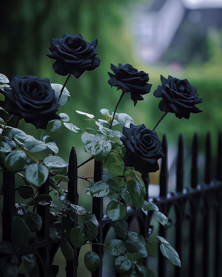 Black. on X: "https://t.co/DK51VTlN7l" / X