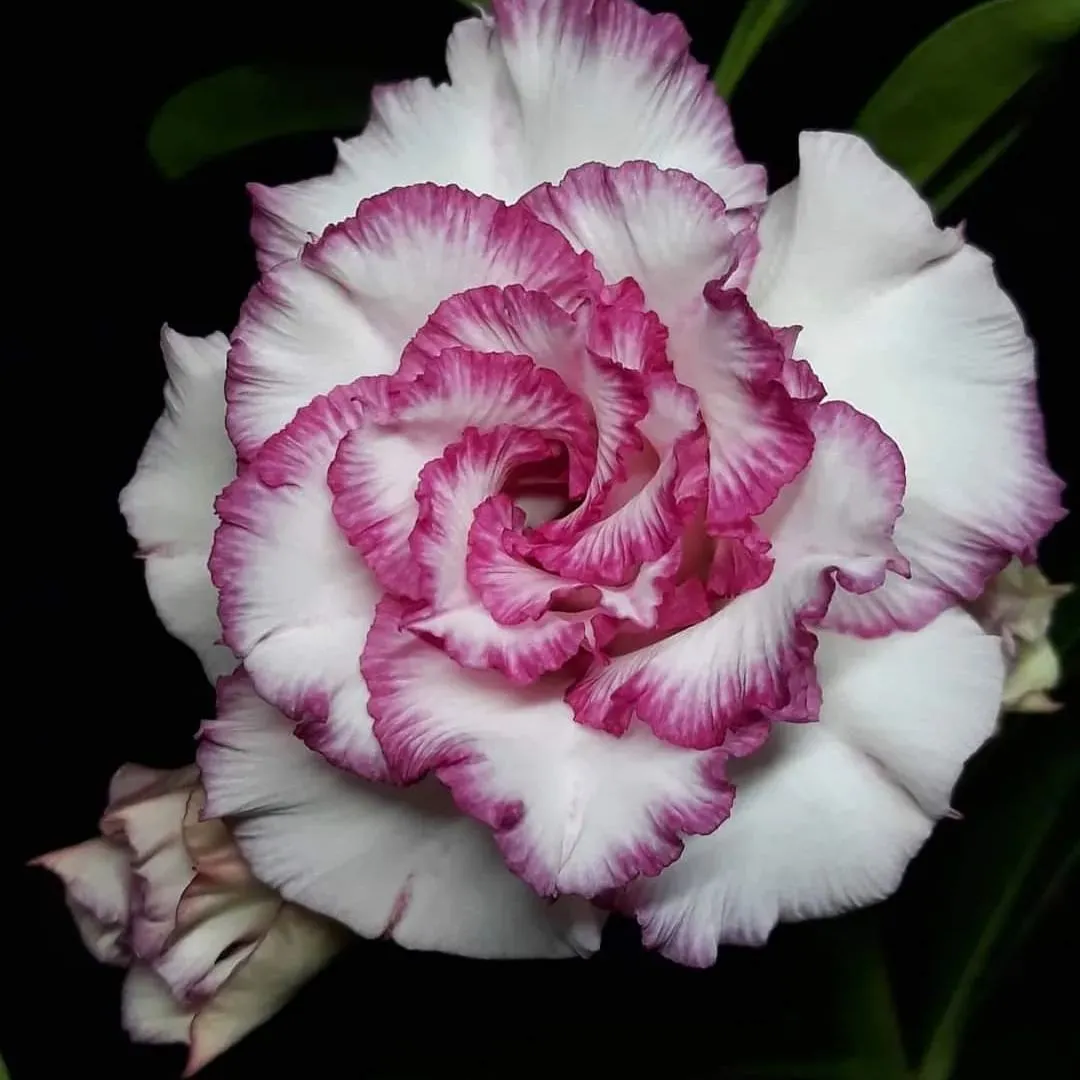 🌵🌹 Dive into Desert Beauty: Desert Rose Seeds for Your Tranquil Haven! 🏜️🌺