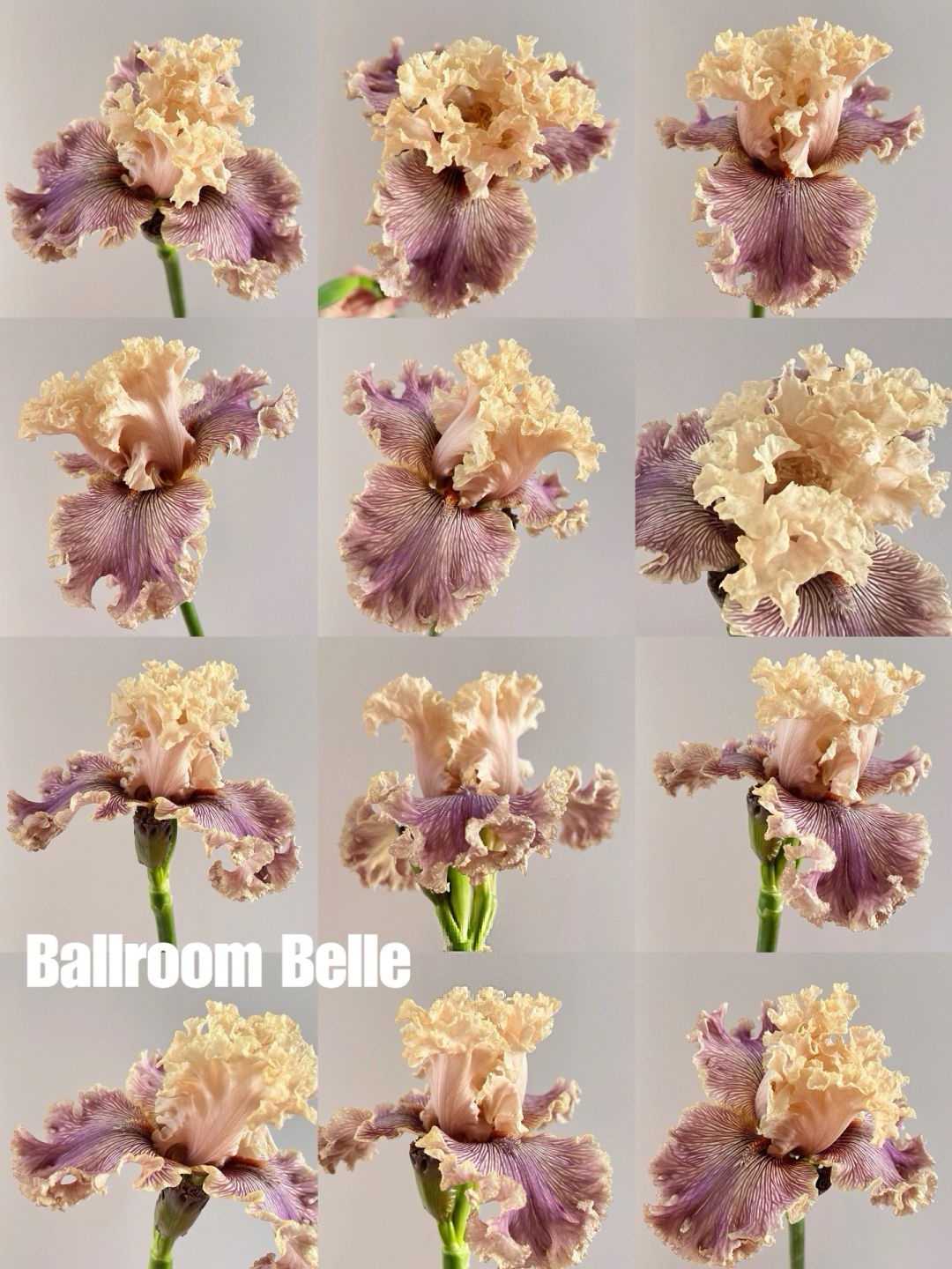 Mehrere Sorten von Iriszwiebeln🌱🌱Mehrjährige Iris