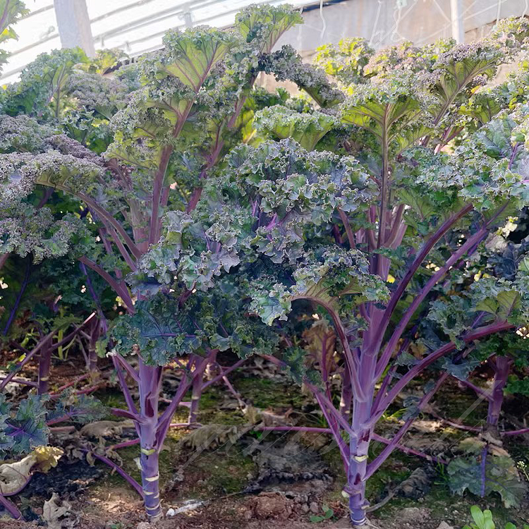 Ornamental Kale Cut Flower Collection Seed