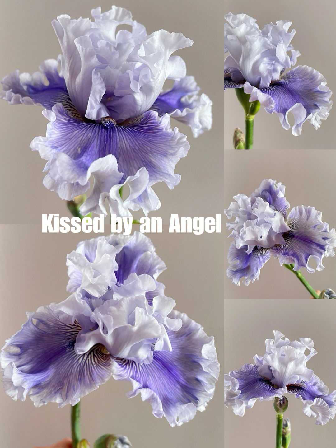 🤩mehrere-sorten-von-iriszwiebeln🌱🌱mehrjährige-iris