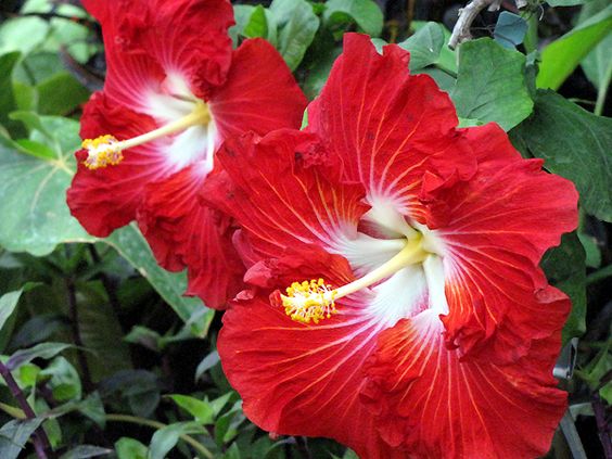 💟Dragon's Breath Hibiscus💞40%Discount
