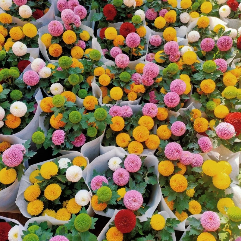 Colorful ping pong chrysanthemum seeds