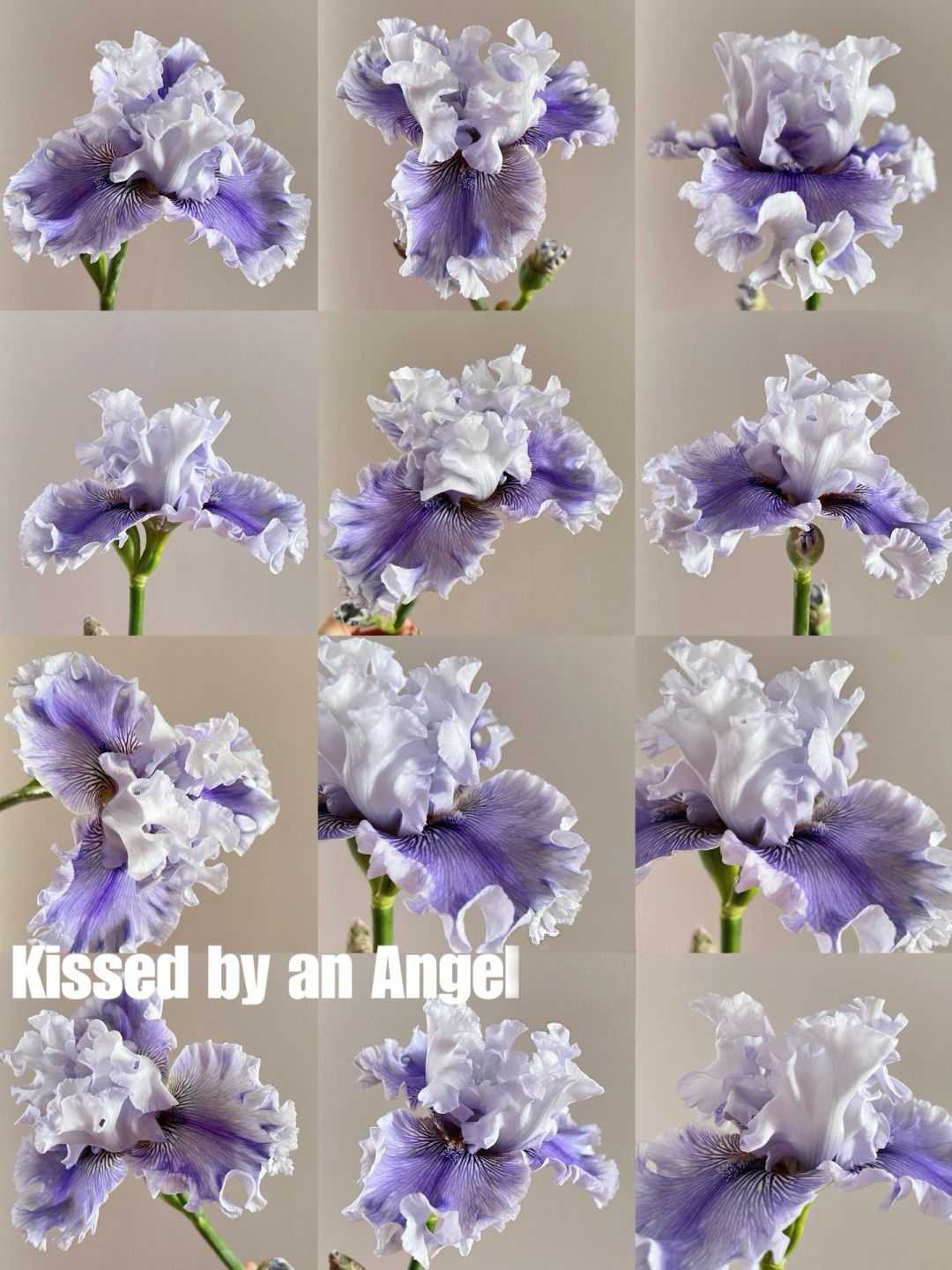 Mehrere Sorten von Iriszwiebeln🌱🌱Mehrjährige Iris