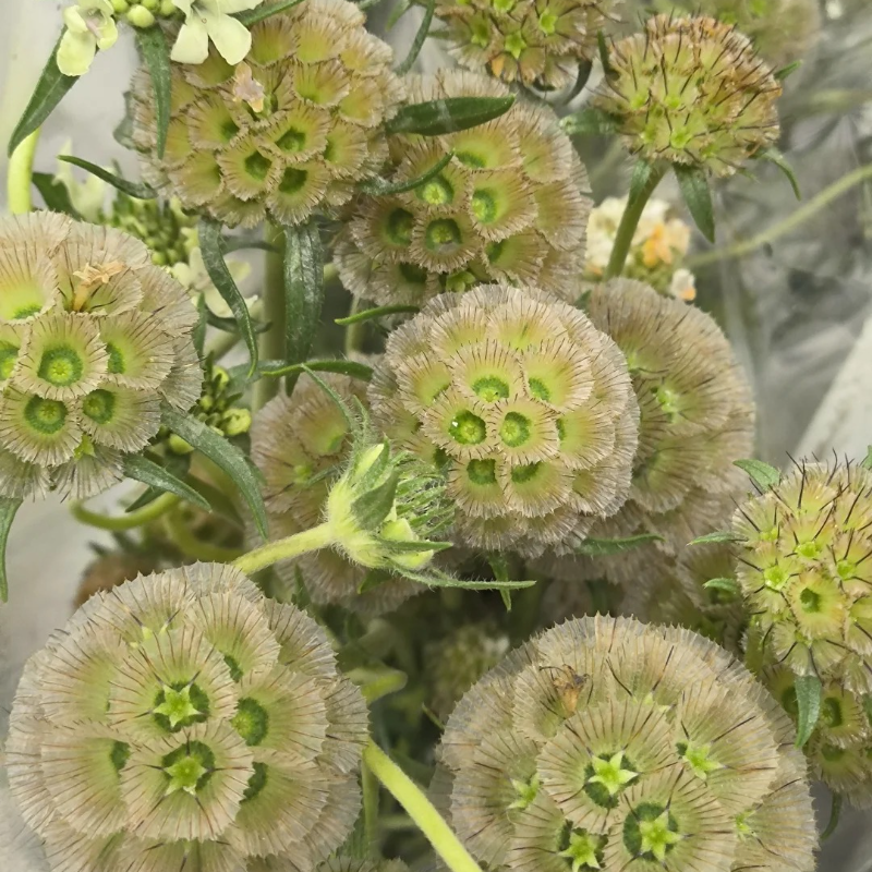 Cottage Garden Magic Begins with a Seed 🌷 | Plant Scabiosa Today