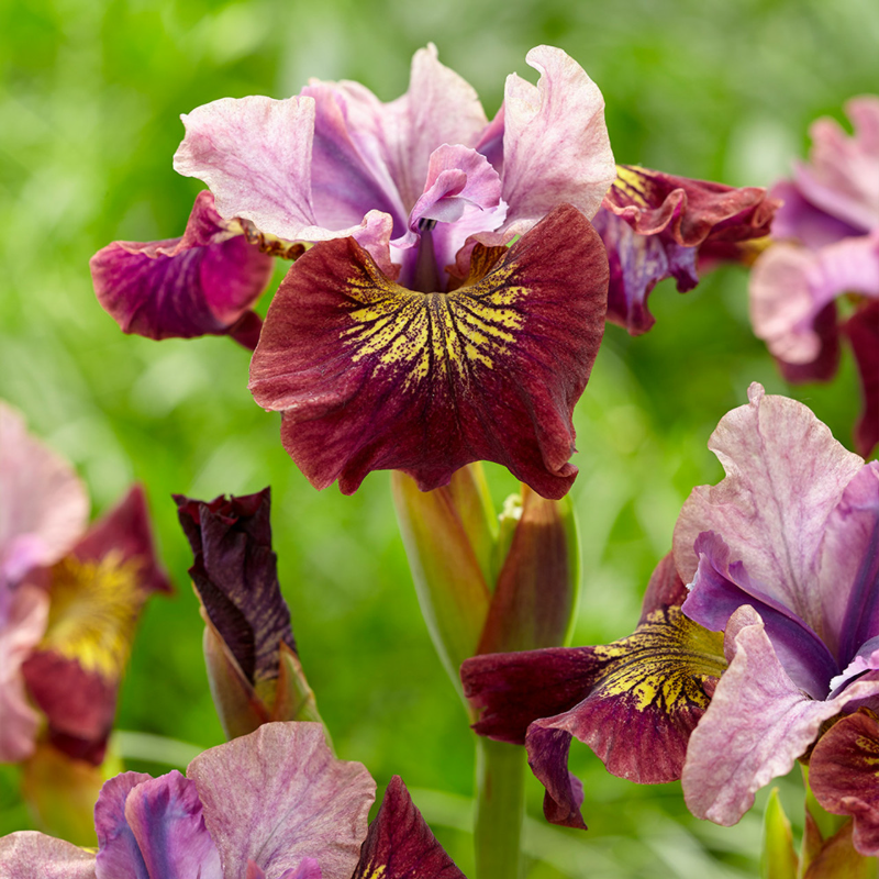 ⚜️Wild Iris Seeds – Nature’s Masterpiece for Your Garden! 🌿