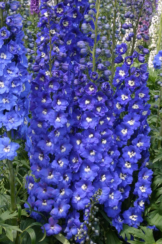 Gartenregenbogen: Mehrfarbige, doppeltblühende Schwalbenwurz