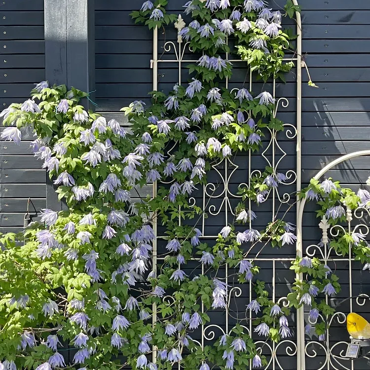 Clematis Macropetala