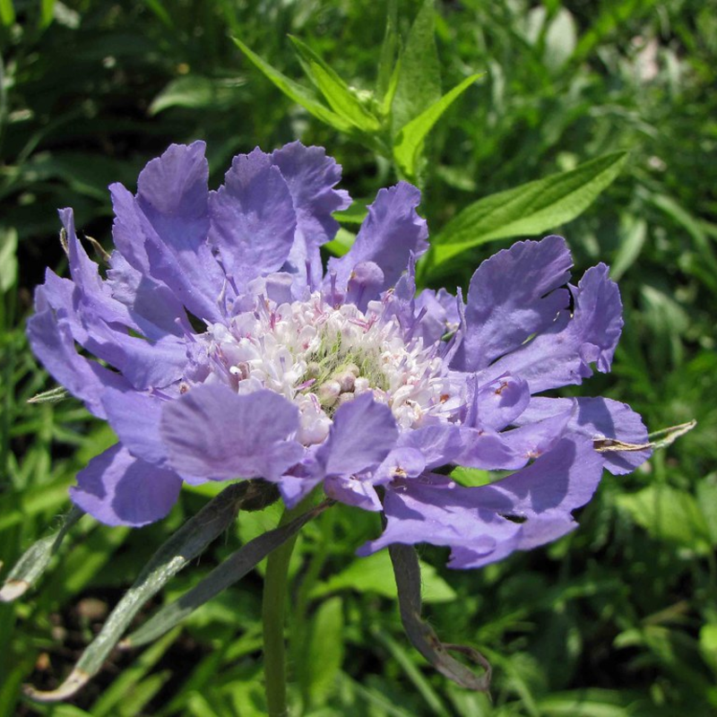 Cottage Garden Magic Begins with a Seed 🌷 | Plant Scabiosa Today