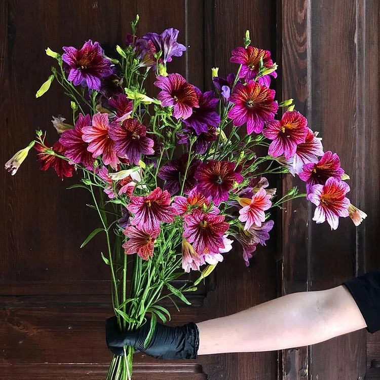 🎉Limited Edition-🌺Chilean Morning Glory🌱Seeds