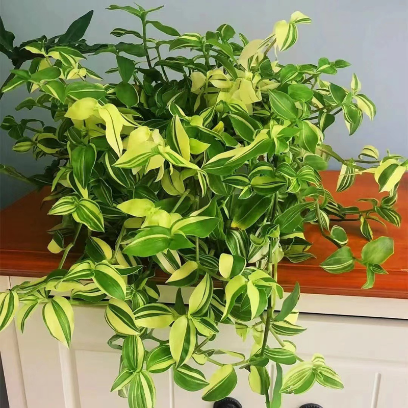 🍃 Green White Jade Chlorophytum Comosum - Air Purification And Easy Maintenance