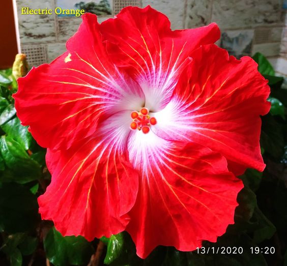 💟Dragon's Breath Hibiscus💞40%Discount