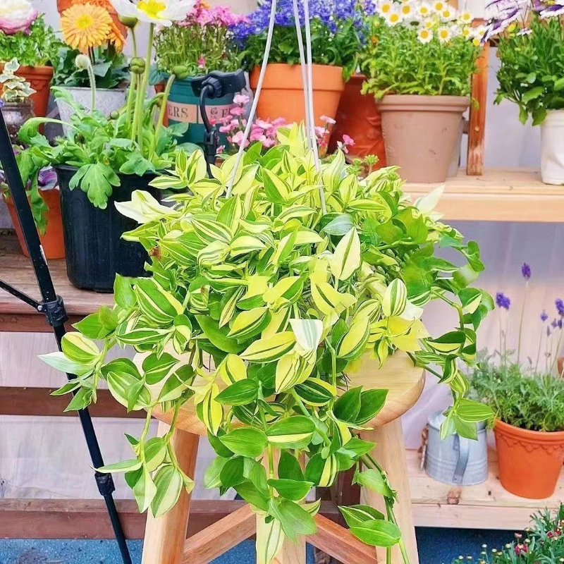 🍃 Green White Jade Chlorophytum Comosum - Air Purification And Easy Maintenance