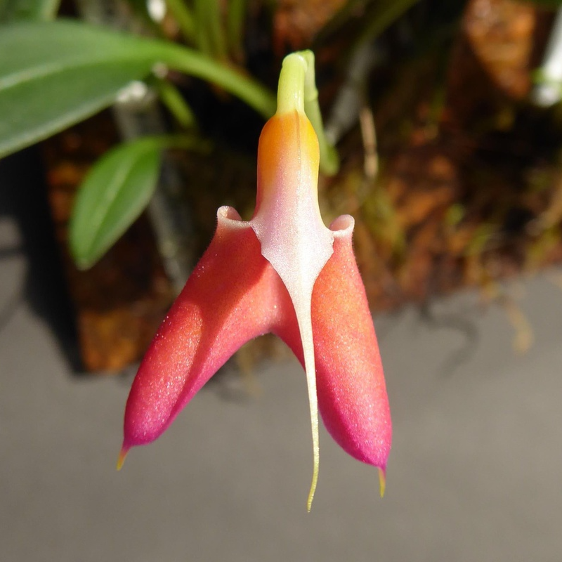 👡🌸 Masdevallia Orchid Seeds: Whimsical Beauty for Every Home 🌿