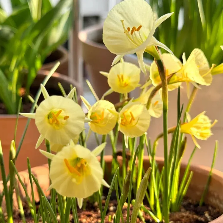 Narcissus bulbocodium Golden Bells