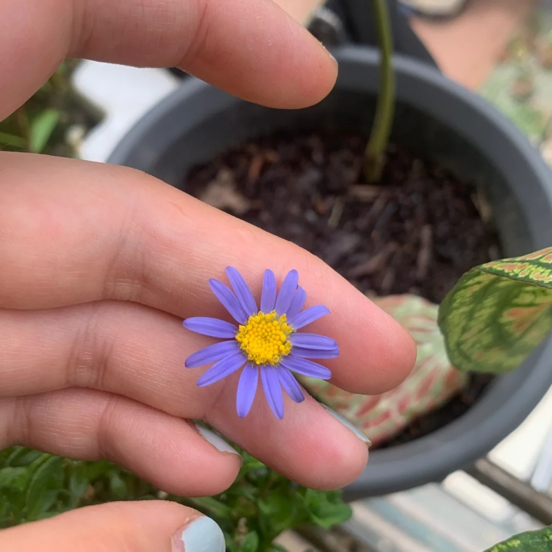 🌼Margarita flower seeds - Effortless elegance and wildlife-friendly