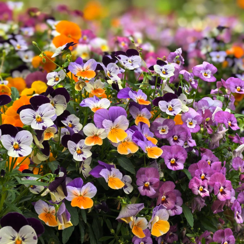 Pansy Flower Seeds 🌸 – Brighten Your Garden with Joyful, Timeless Blooms
