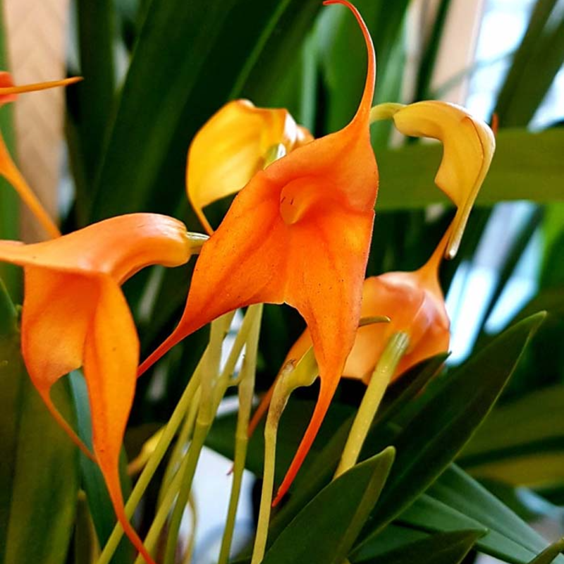👡🌸 Masdevallia Orchid Seeds: Whimsical Beauty for Every Home 🌿