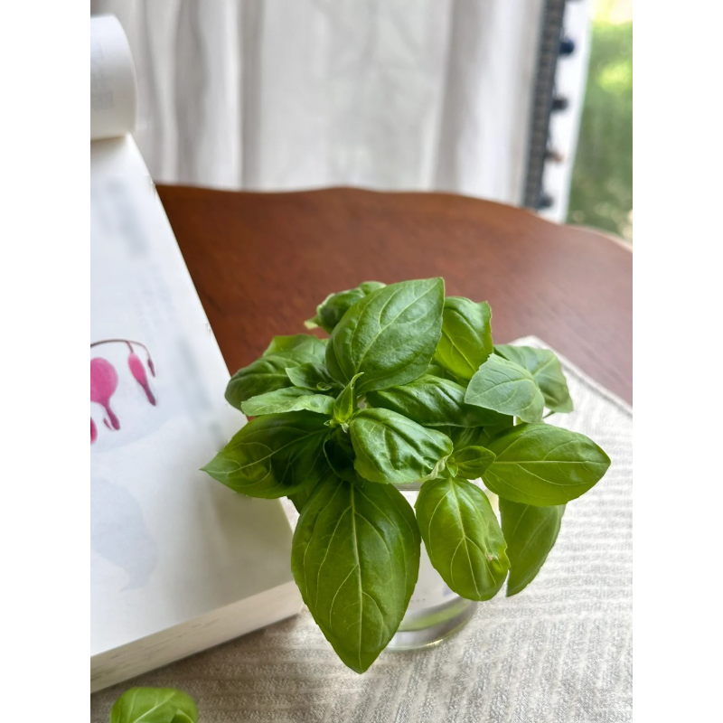 🌱Basil seeds-High quality, easy to grow, and rich in flavor