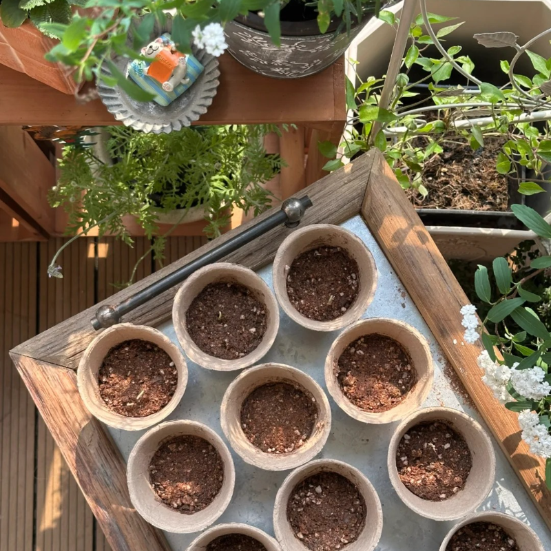🌸 Heirloom Candy Stripe Cosmos – Bring Back the Joy of Cottage Gardens 🏡🌼