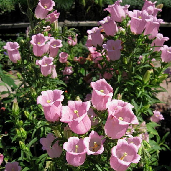 Chimes Flowers Seeds