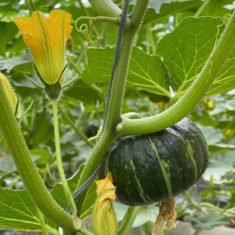 🌱Green Baby Pumpkin Seeds - Easy to grow,healthy and nutritious