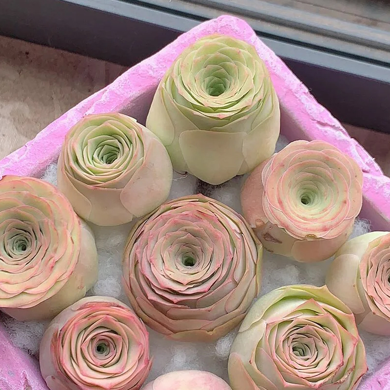 💥HOT SALE🌹Mountain Rose❗36%OFF