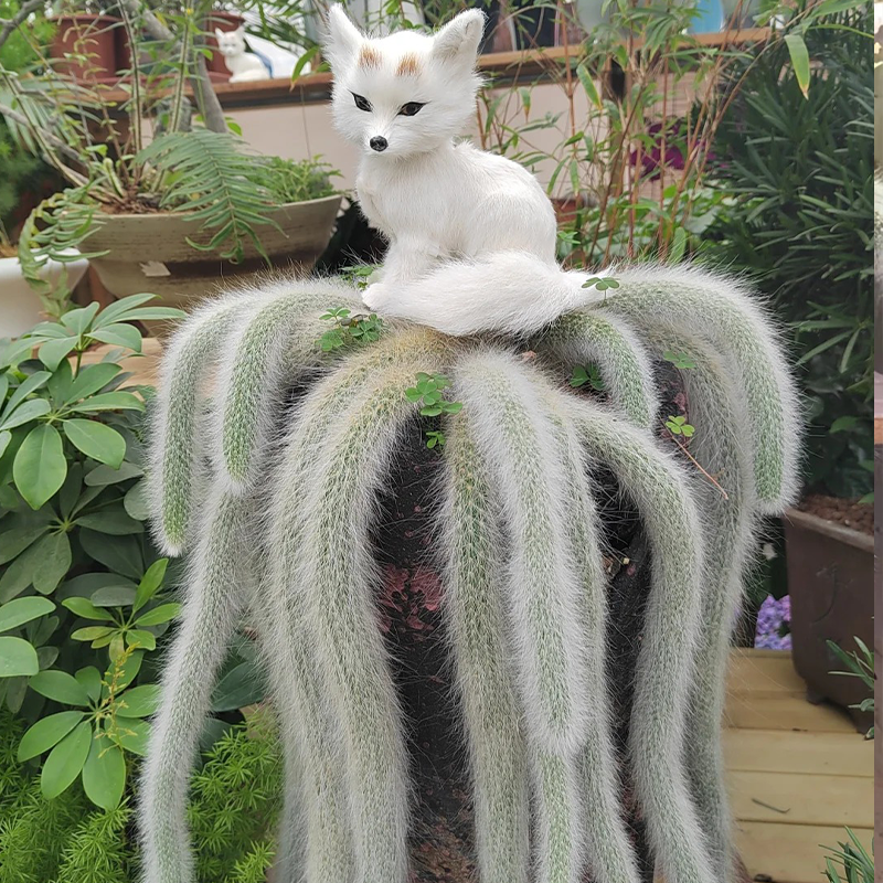 🦊Neunschwänzige Fuchs-Sukkulente🪴Topfpflanzen für den Innenbereich sind einfach zu züchten und zu blühen🌸