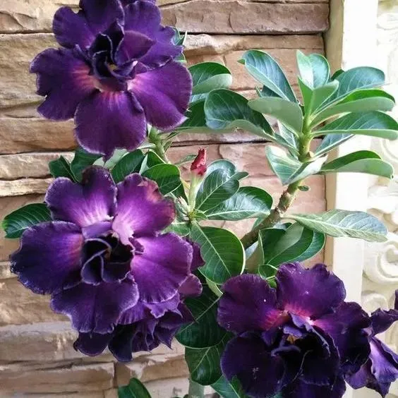 🌵🌹 Dive into Desert Beauty: Desert Rose Seeds for Your Tranquil Haven! 🏜️🌺