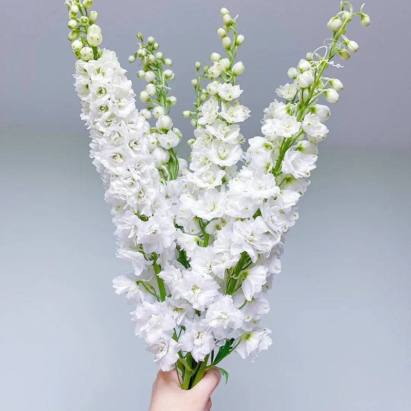 🌸 Elegant Blooms:💖Delphinium 🌸