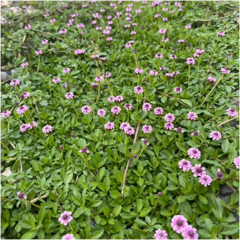 ❌✂️Kein Schnitt als Bodendecker🍀Pilea microphylla
