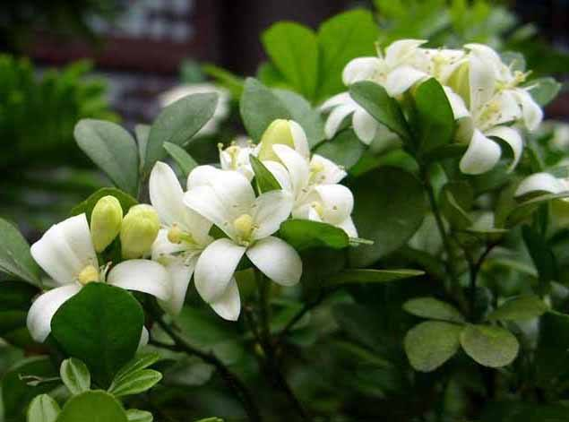 Aglaia Odorata Seeds