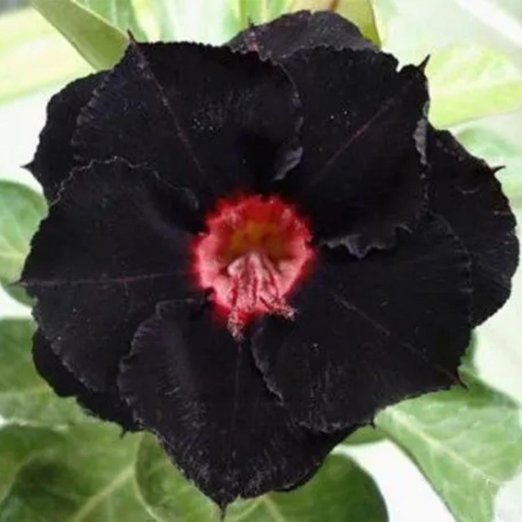 🌵🌹 Dive into Desert Beauty: Desert Rose Seeds for Your Tranquil Haven! 🏜️🌺