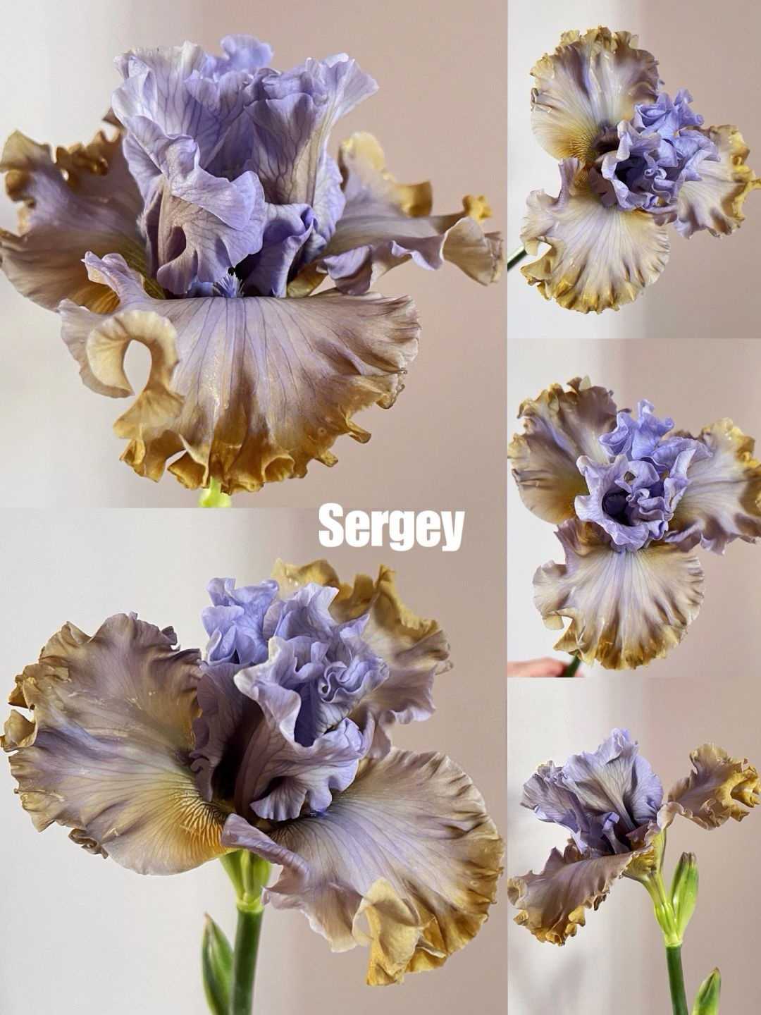 Mehrere Sorten von Iriszwiebeln🌱🌱Mehrjährige Iris