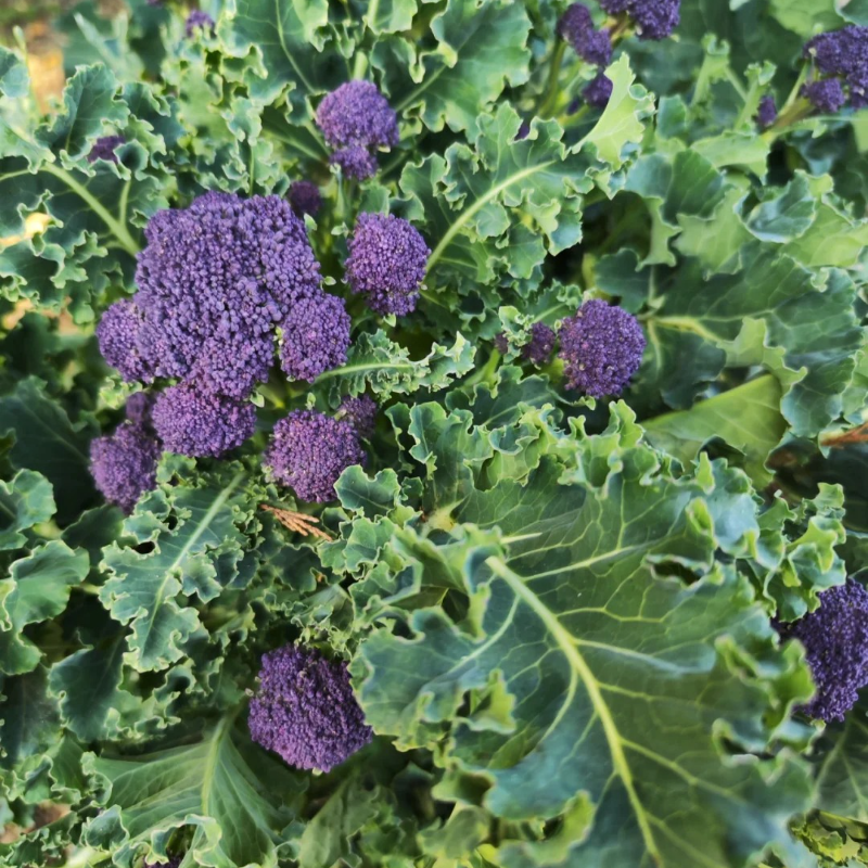 🌱Broccoli Seed - health benefits, ease of growing, and sustainability♻️