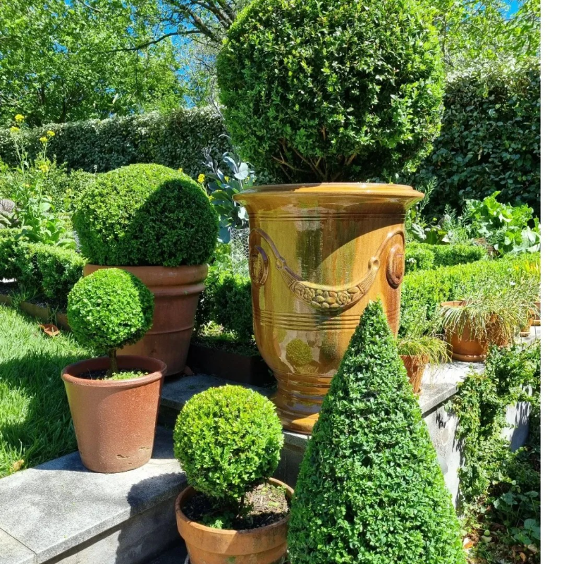 🌿🌸 Boxwood Seeds – A Gentle Touch of Green for Years to Come 🪴🌞💚