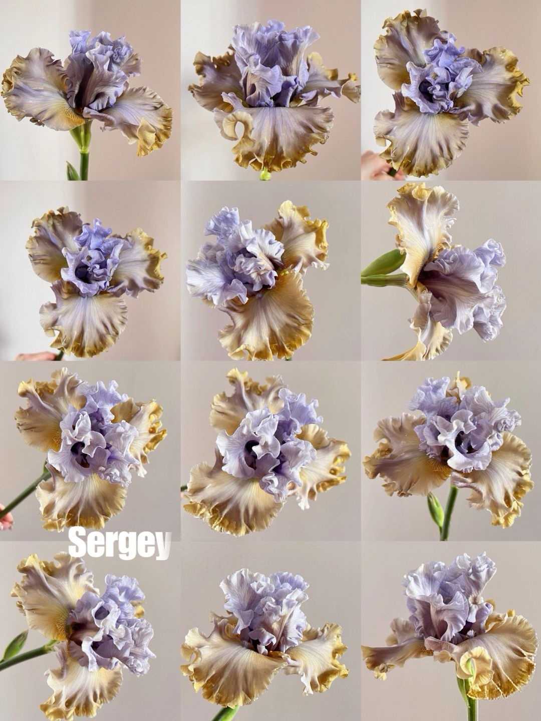 Mehrere Sorten von Iriszwiebeln🌱🌱Mehrjährige Iris