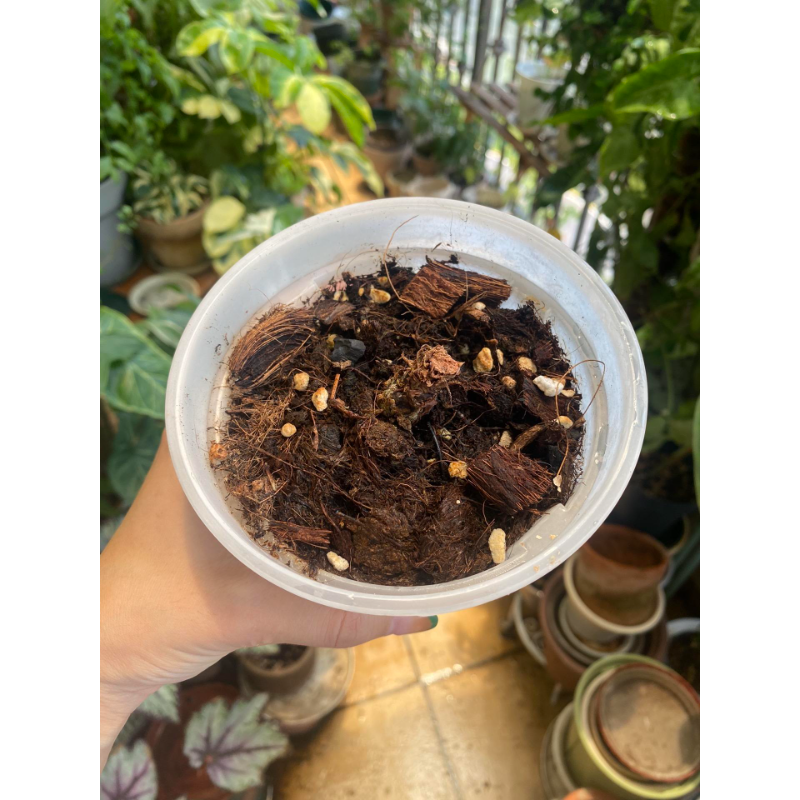 🍎Apple Seeds -Organic, nutritious and delicious