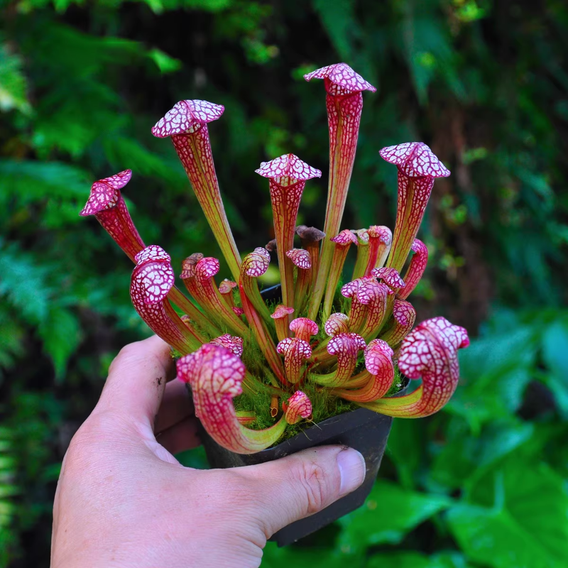 🌱 Pitcher Plant Seeds – Easy, Elegant & Bug-Free Gardening 🐞🌼
