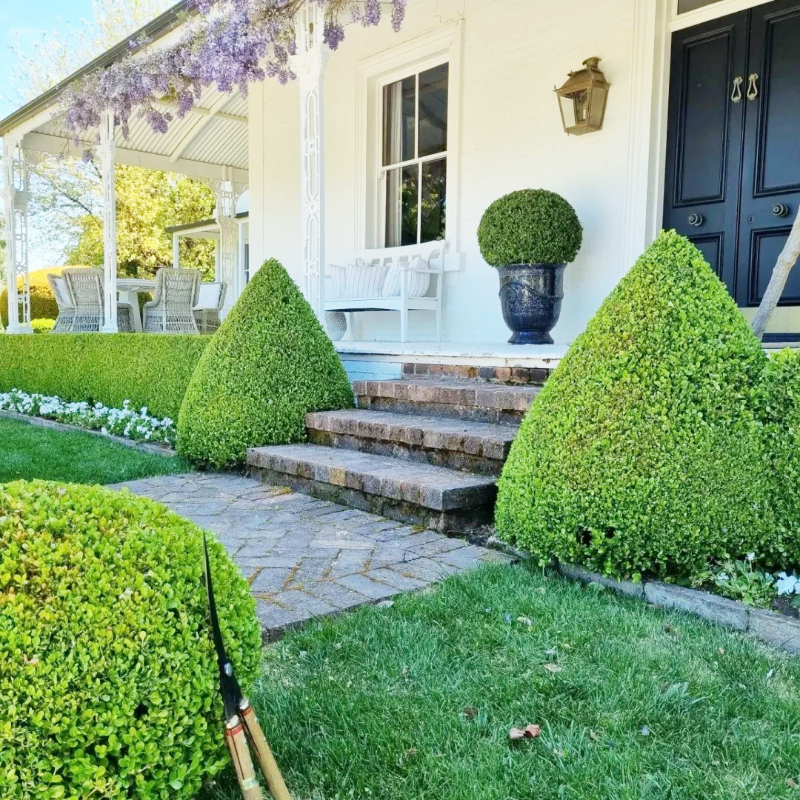 🌿🌸 Boxwood Seeds – A Gentle Touch of Green for Years to Come 🪴🌞💚
